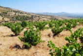 La Movida, viñas de más de sesenta años plantadas sobre suelo de pizarra